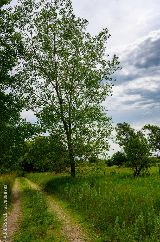 Fototapeta premium Rural dirt road along grass pasture field