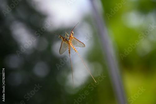 Foto Adult mayfly insect on glass with reflection