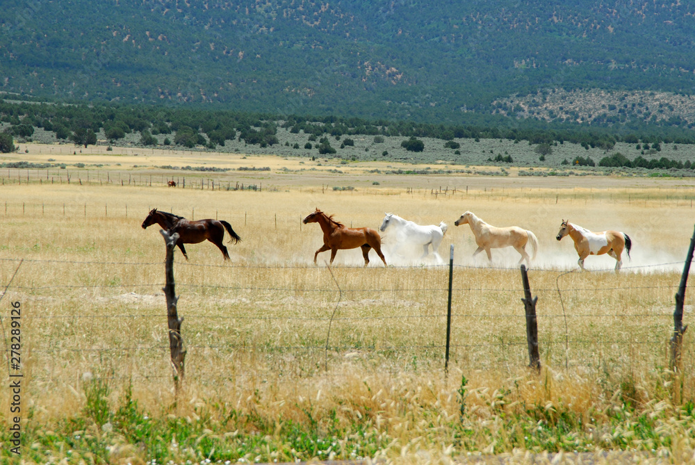 Herd of horses running