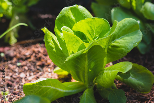 butterhead lettuce  on  organic vegetables salad  food background