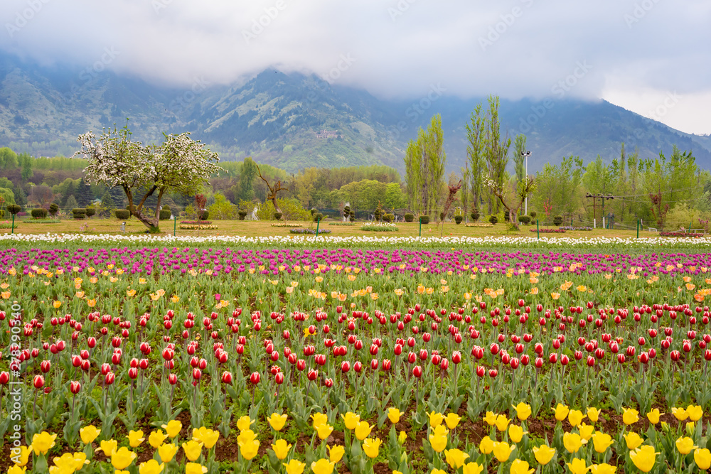 Beautiful tulip flowers is a veritable Eden of Indira Gandhi memorial tulip garden is Asia largest at Srinagar, Jammu and Kashmir, India Beautiful tulip flowers is a veritable Eden of Indira Gandhi memorial tulip garden is Asia largest at Srinagar, Jammu and Kashmir, India