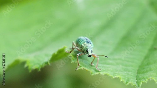 Macro shot of a beautiful green dotted beetle with black eyes sitting on a green leaf in slow motion. photo
