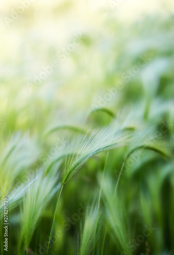 Abstract waves of grass in field, motion and movement