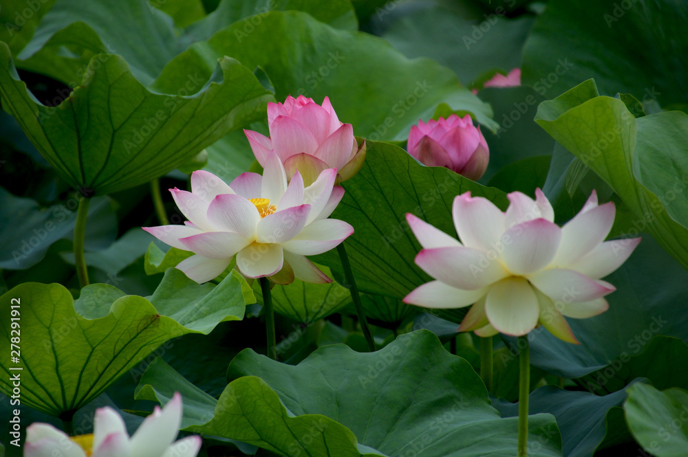 花びらの先だけピンク色がある白いハスの花