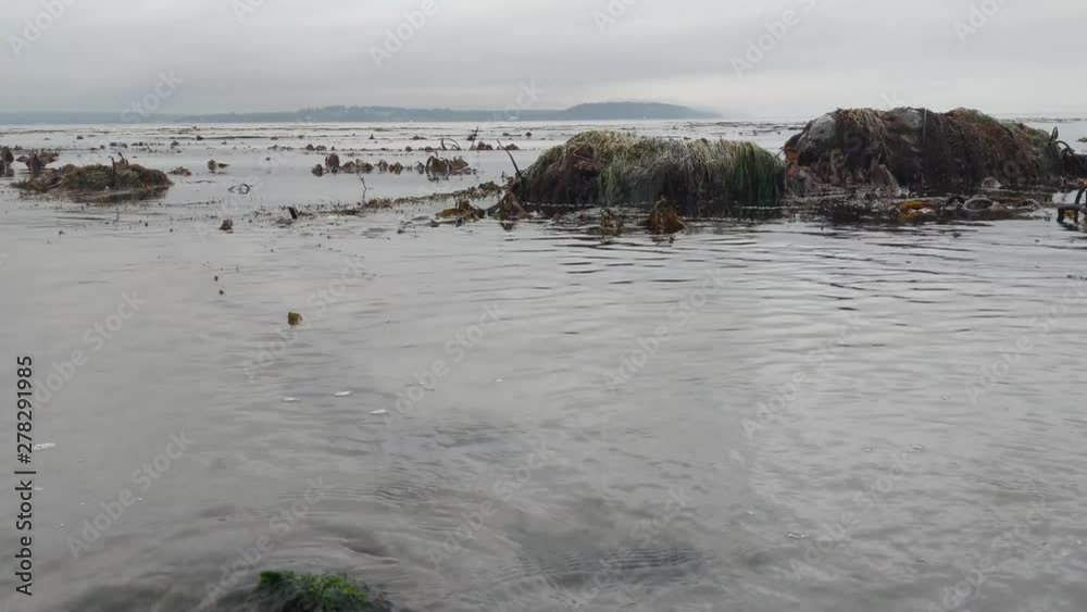 Slow undulating waves moving over a kelp field in Puget Sound, seaweed covered rocks Slow undulating waves moving over a kelp field in Puget Sound, seaweed covered rocks
