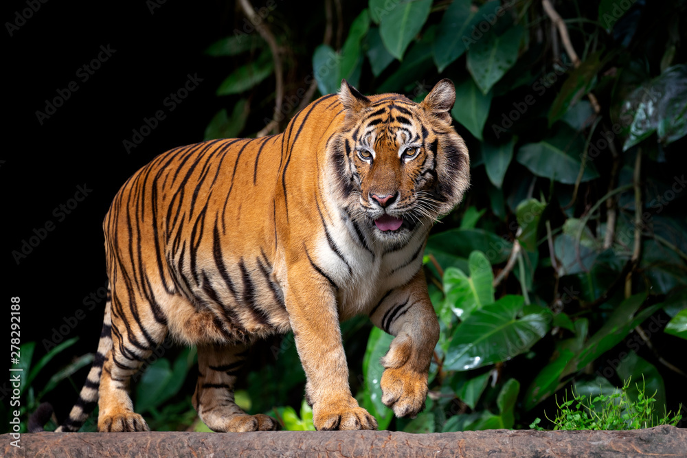Fototapeta premium Beautiful Sumatran tiger on the prowl