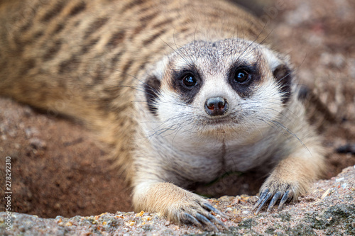 Closeup of meerkat face © anekoho