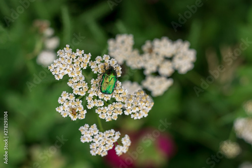  Cetonia aurata is a species of beetles from the subfamily Cetoniinae bronze in the family of lamellar scarabs on a white flower. May beetle on white flower on green grass background