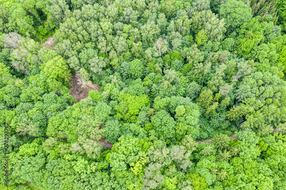 aerial top view of summer green deciduous trees in forest. drone photo
