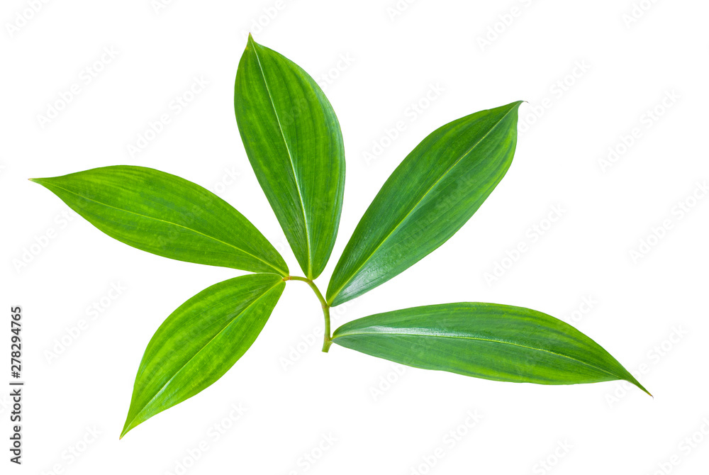 leaves isolated on a white background leaves isolated on a white background