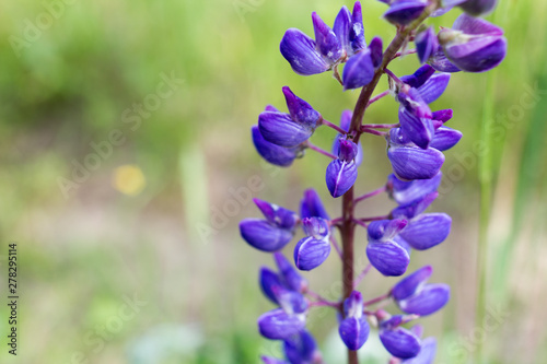 lupins in the wild on the field in Sunny weather