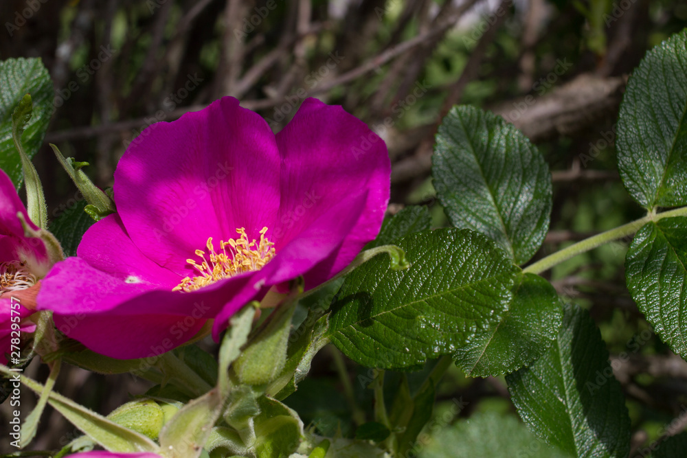pink flower in the garden pink flower in the garden