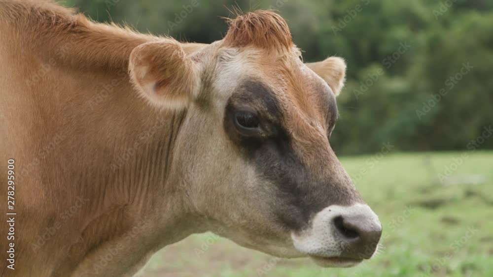 Large brown cow in a field