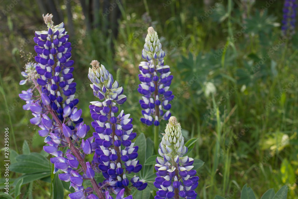 Fototapeta premium lupins in the wild on the field in Sunny weather