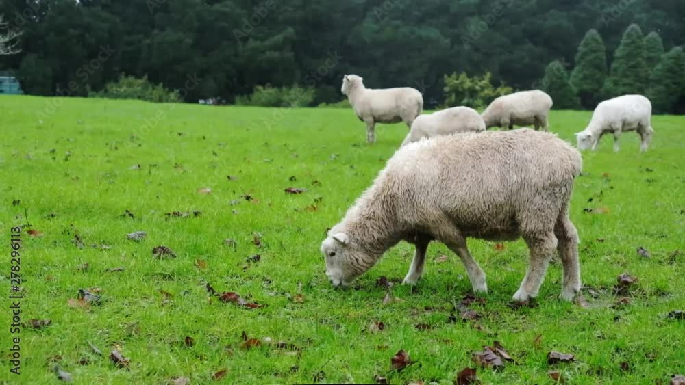 Sheep grazing grass on a rain day at the countryside. Sheep grazing grass on a rain day at the countryside.
