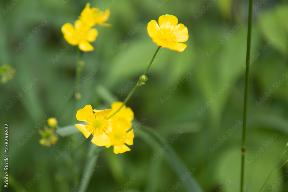 Buttercup Flowers in Summer Buttercup Flowers in Summer