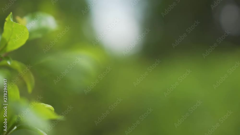 Green tree branches waving on the wind in a forest - windy weather - very narrow rack focus Green tree branches waving on the wind in a forest - windy weather - very narrow rack focus