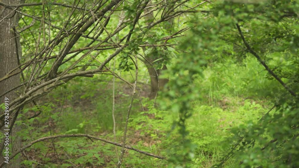 Green tree branches waving on the wind in a forest - windy weather - rack focus Green tree branches waving on the wind in a forest - windy weather - rack focus