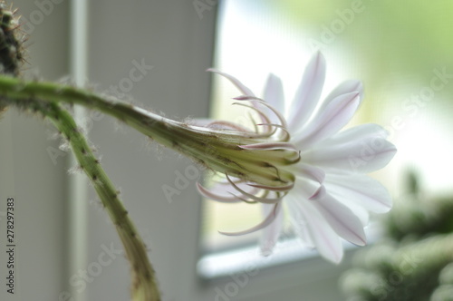 Cactus blooming in two colors gently pink on the windowsill