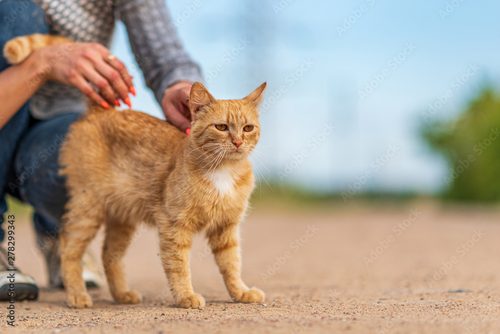 Ginger cat in the hands of man. Photographed close up. Ginger cat in the hands of man. Photographed close up.