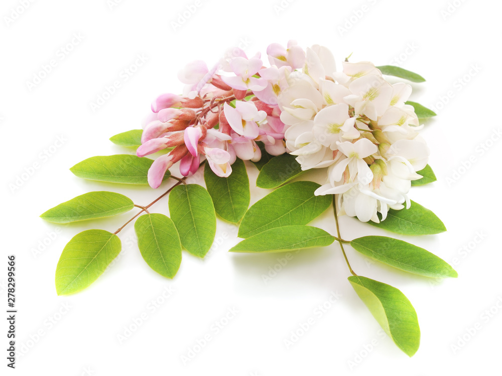 Beautiful flower of acacia. Beautiful flower of acacia.