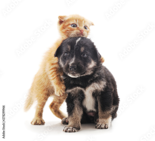 Small cat and puppy.