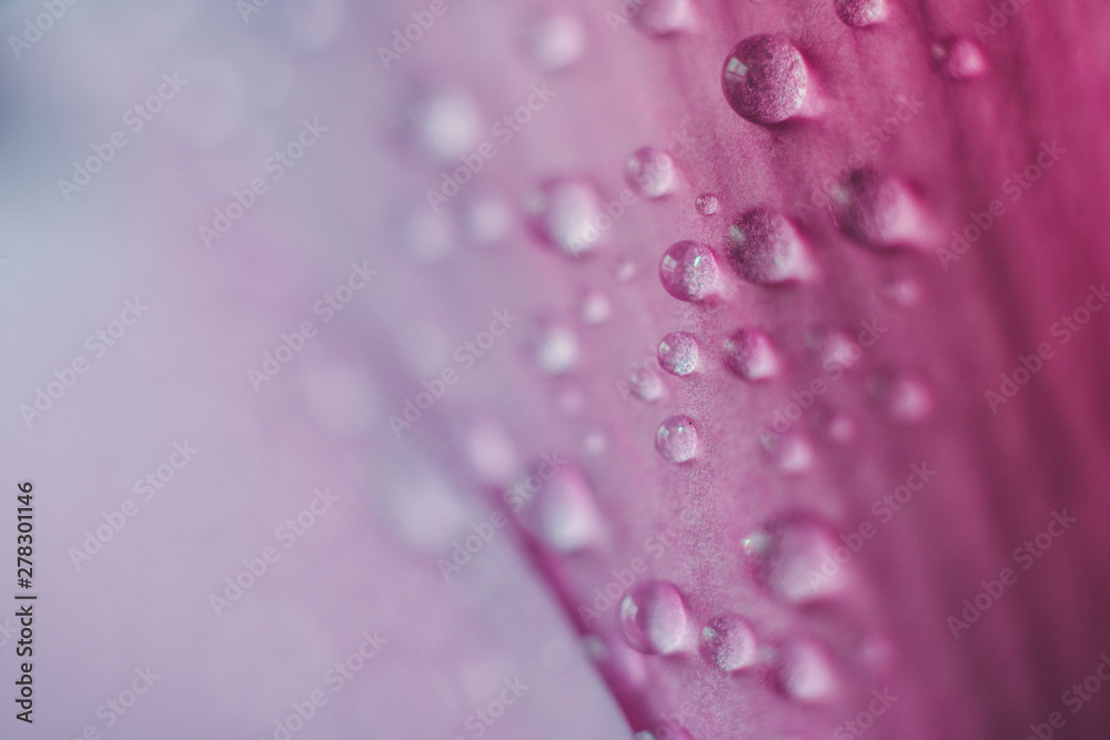 Detail of flowers and plants with waterdrops Detail of flowers and plants with waterdrops
