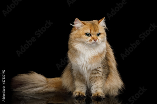 British Cat Red Chinchilla color with Furry tail Sitting on Isolated Black Background, front view