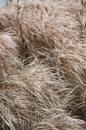 Dry autumn grass photo