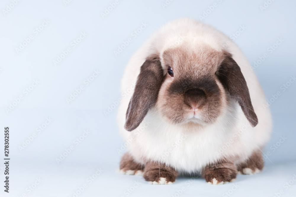 Mini Lop Rabbit on Isolated Background Mini Lop Rabbit on Isolated Background