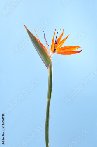 An orange exotic flower strelitzia isolated on a blue background.