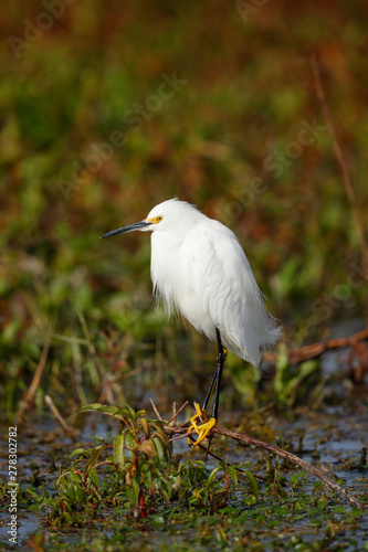 Snowy Egret photo