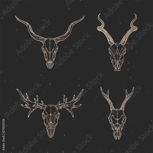 Vector set of four hand drawn skulls of roe deer, antelope and moose on dark background with vintage elements. Sketch in gold color.