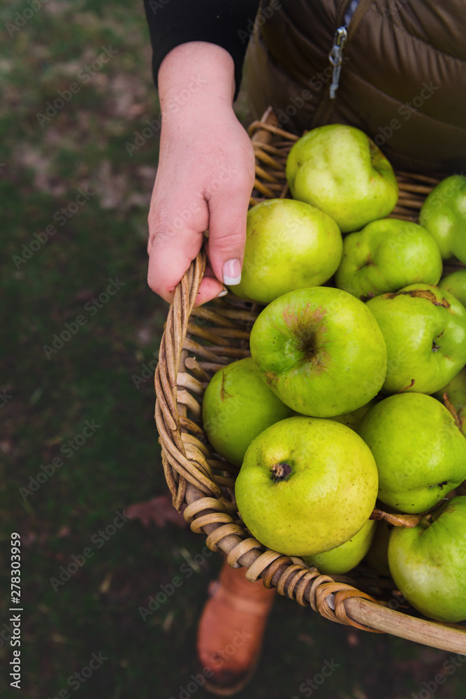 woman holding basket of freshly picked green apples woman holding basket of freshly picked green apples