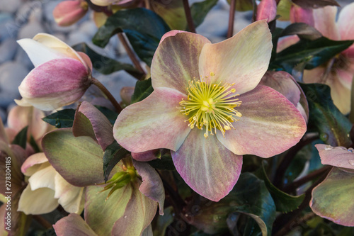 close-up of pink hellebore flowers in bloom with raindrops