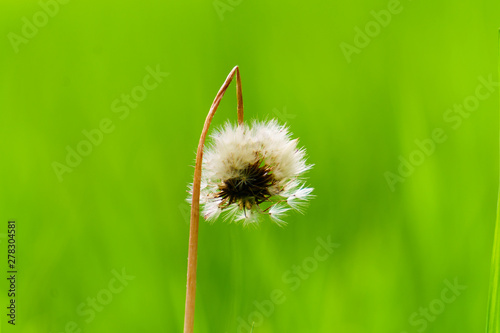 dandelion and spore photo