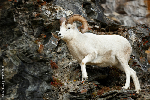 Dall Sheep photo