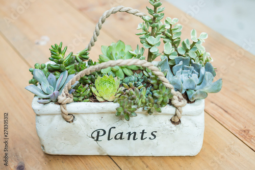 Multifarious succulents growing in white container