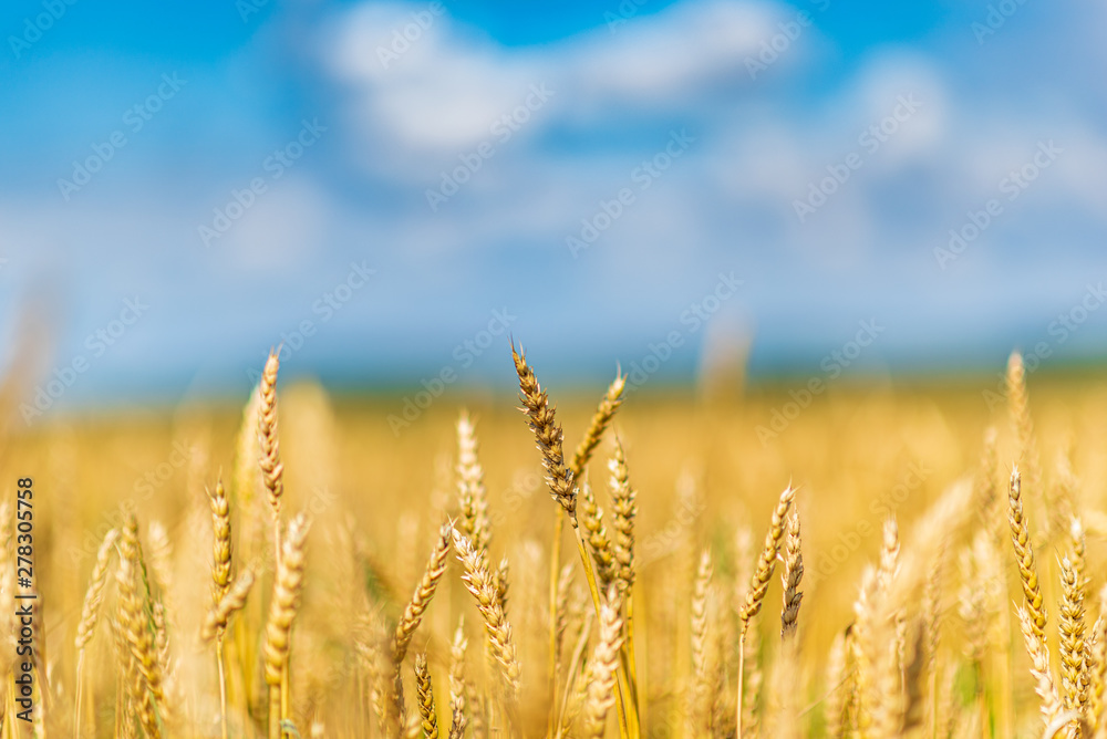 Fototapeta premium Field of ripe wheat. Photographed against the sky.