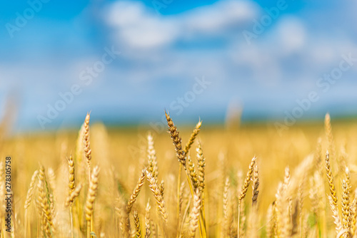 Field of ripe wheat. Photographed against the sky.