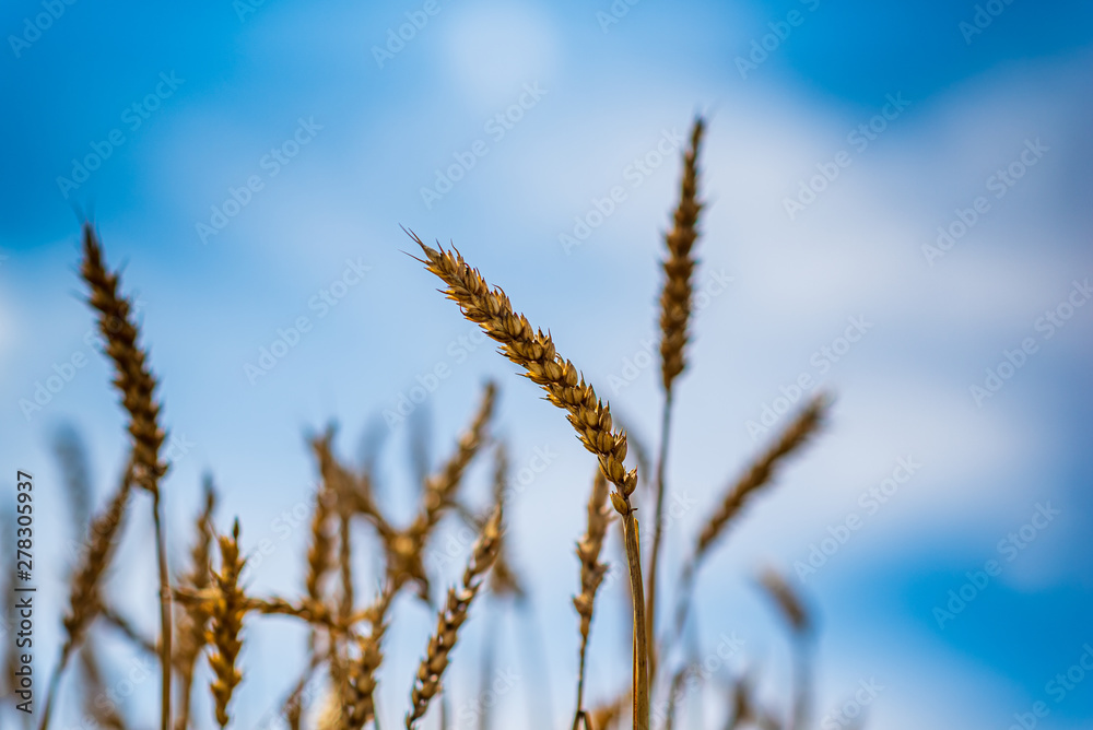 Field of ripe wheat. Photographed against the sky. Field of ripe wheat. Photographed against the sky.