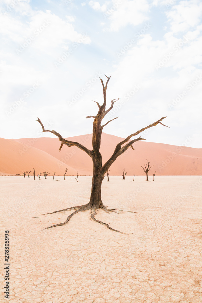 Dry lonely tree on the desert on iconic Deadvlei, Sossusvlei, Namibia. Dry lonely tree on the desert on iconic Deadvlei, Sossusvlei, Namibia.