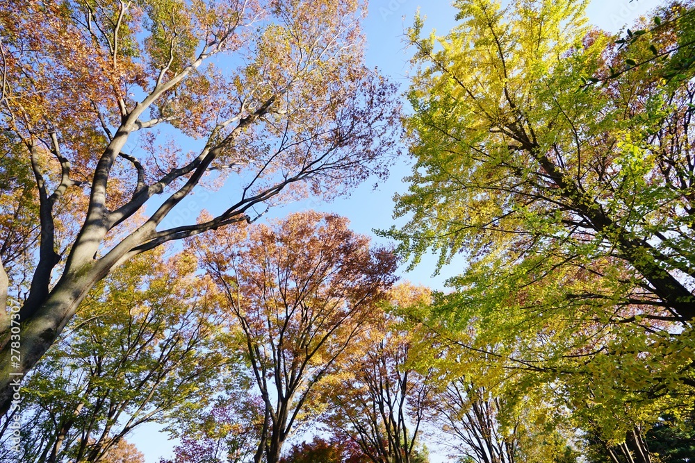 Obraz premium 色づく木々
