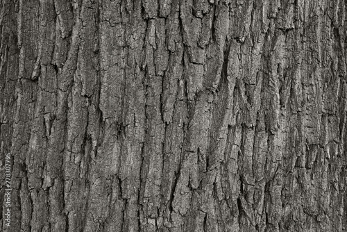 Φωτογραφία dry tree bark texture and background, nature concept