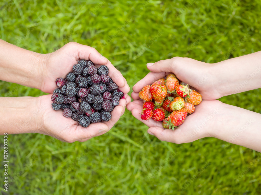 Two handfuls of juicy blackberries and strawberries in their hands against the background of green grass Two handfuls of juicy blackberries and strawberries in their hands against the background of green grass
