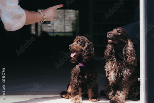 Hand commanding two cocker spaniel dogs to sit