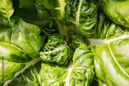Chard plant