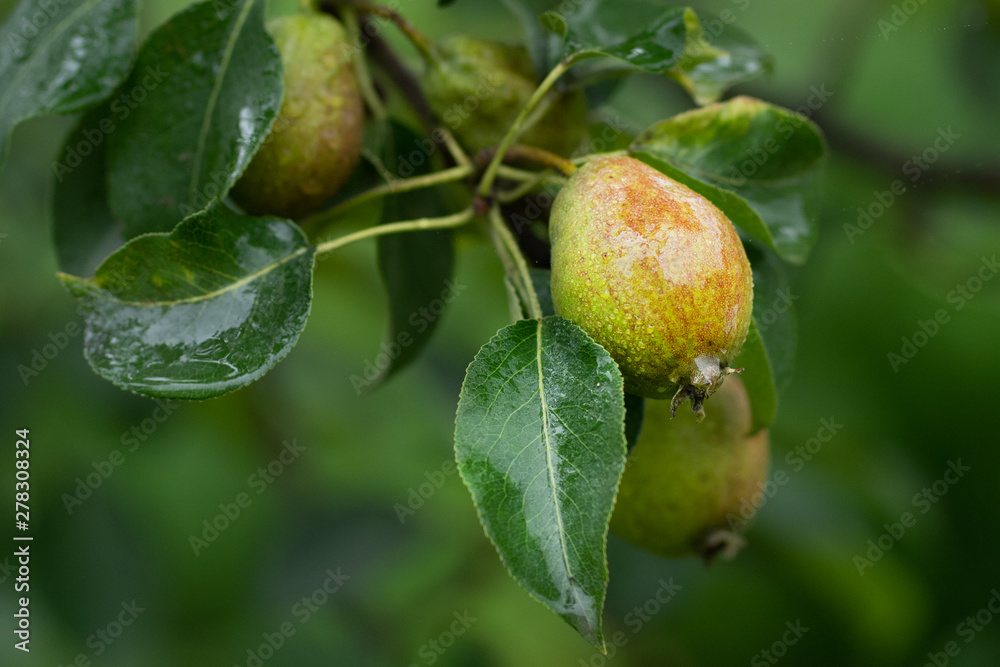 green pears on a branch with rain drops in close up green pears on a branch with rain drops in close up