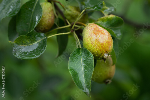 green pears on a branch with rain drops in close up
