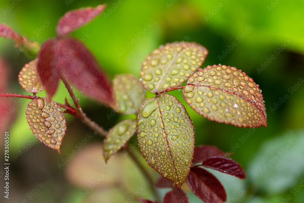 close up of tea rose leafs with rain drops in soft focus close up of tea rose leafs with rain drops in soft focus